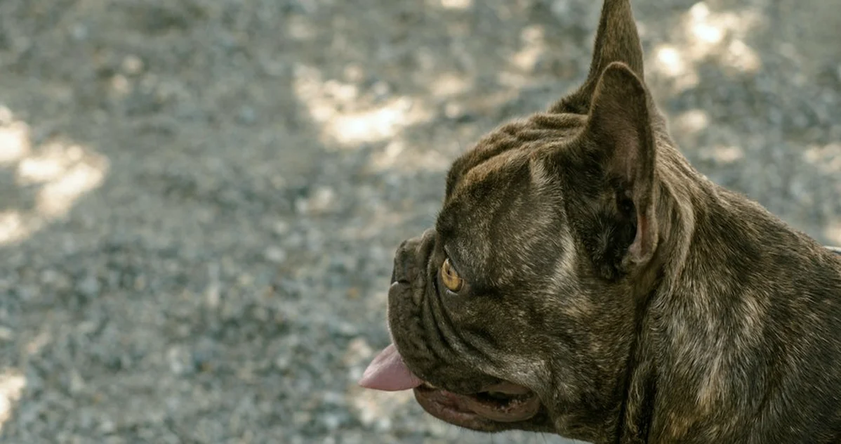 Sacar a tu bulldog francés al sol puede acabar en urgencias