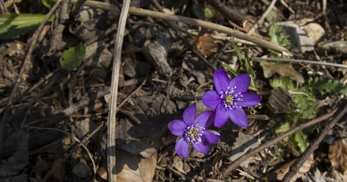 Salud hepática en perros: guía práctica y pasos clave