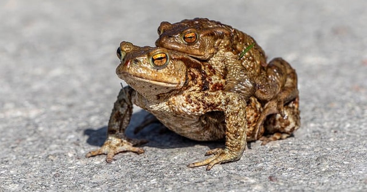 Seguro perro: ¿vale la pena según edad y raza? Guía práctica