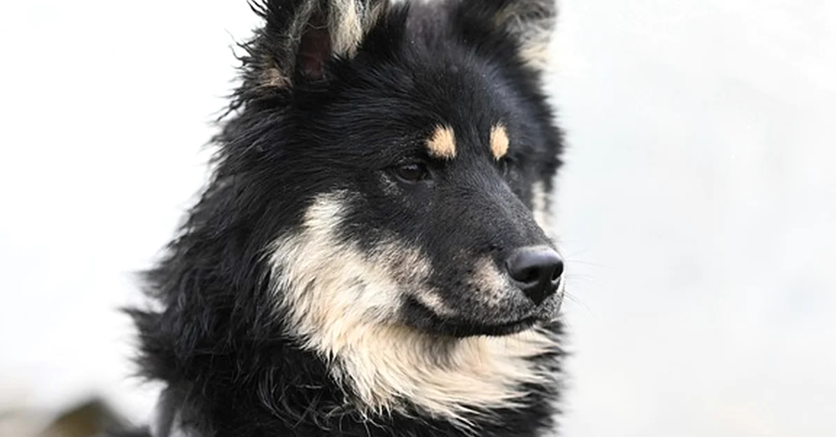 Seguro para perros: qué exige la Ley de Bienestar Animal