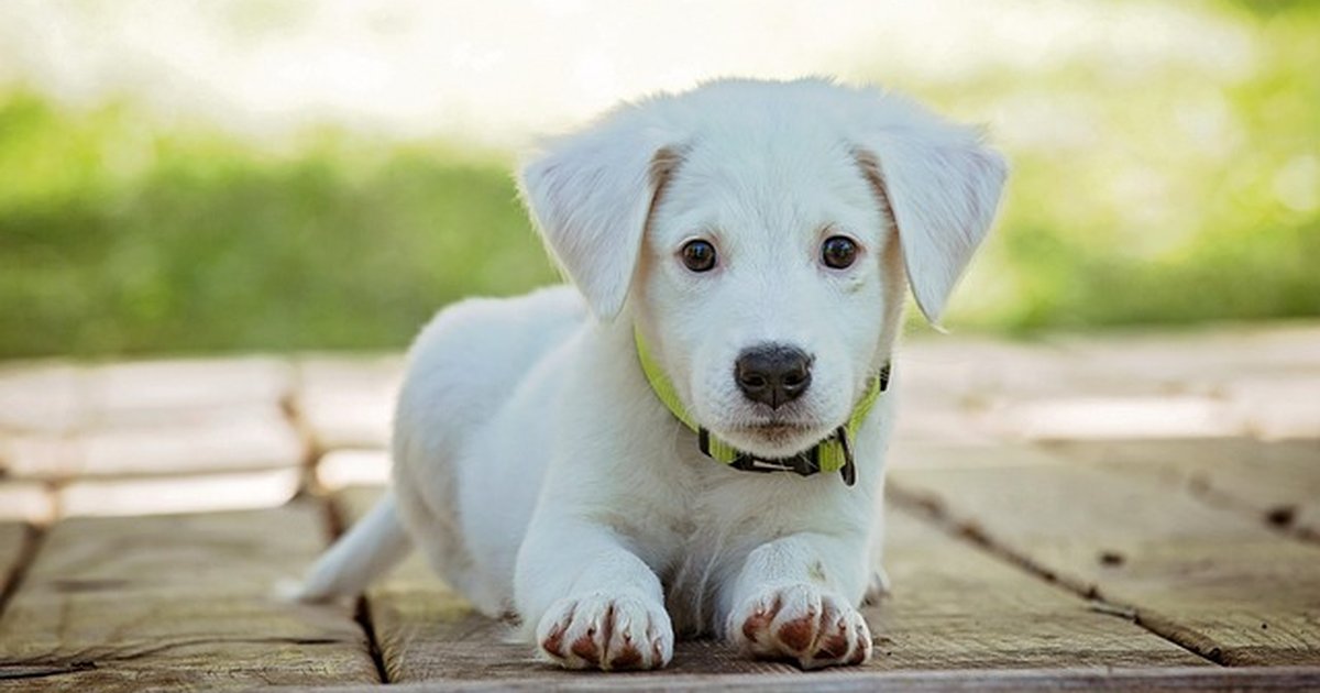 Señales para frenar el golpe de calor en tu perro