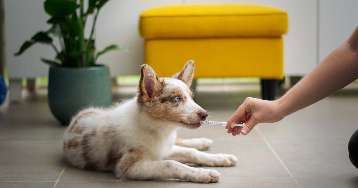 Si buscas “cachorro do pica pau”, ojo con el error