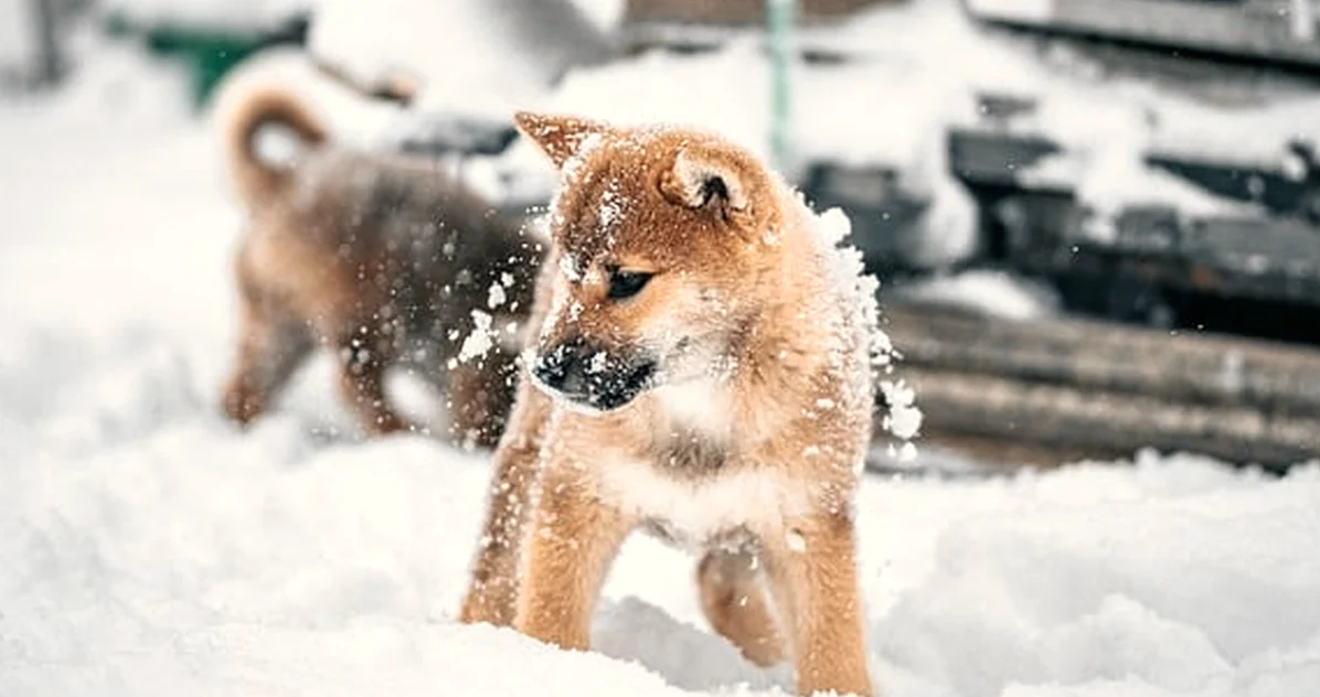 Si esperas las vacunas, frenas a tu cachorro Shiba Inu