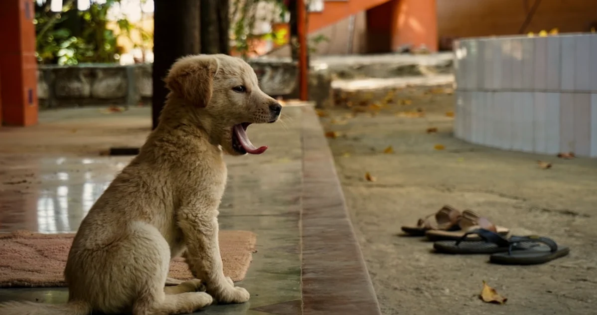 Si tu cachorro babea, aprende cuándo puedes vigilarlo
