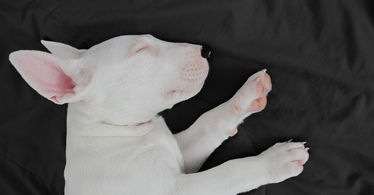 Si tu cachorro babea, aprende cuándo puedes vigilarlo