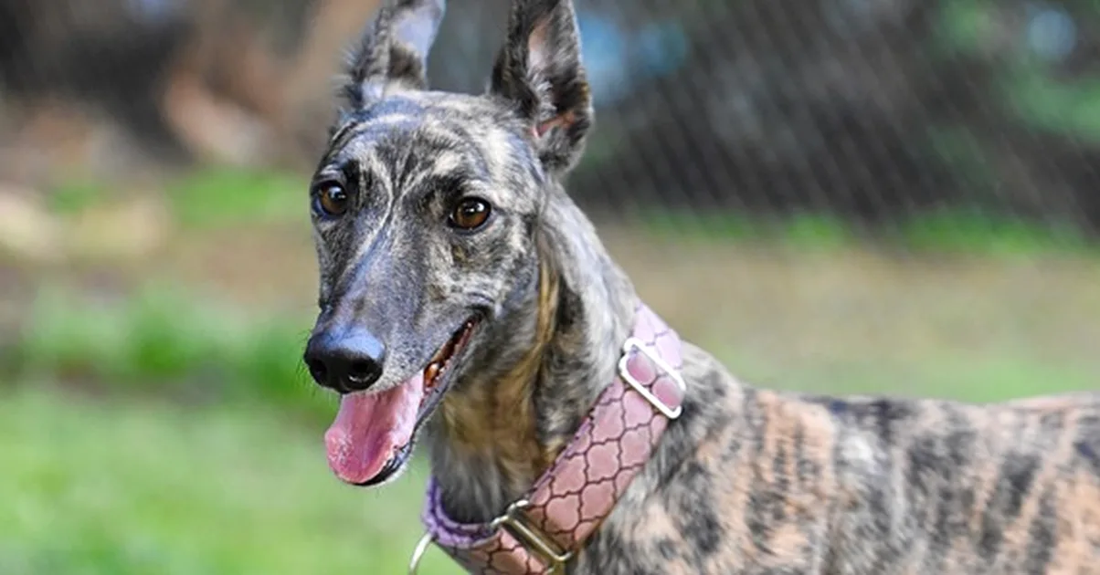 Si tu galgo se escapa, revisa este cuidado antes del paseo