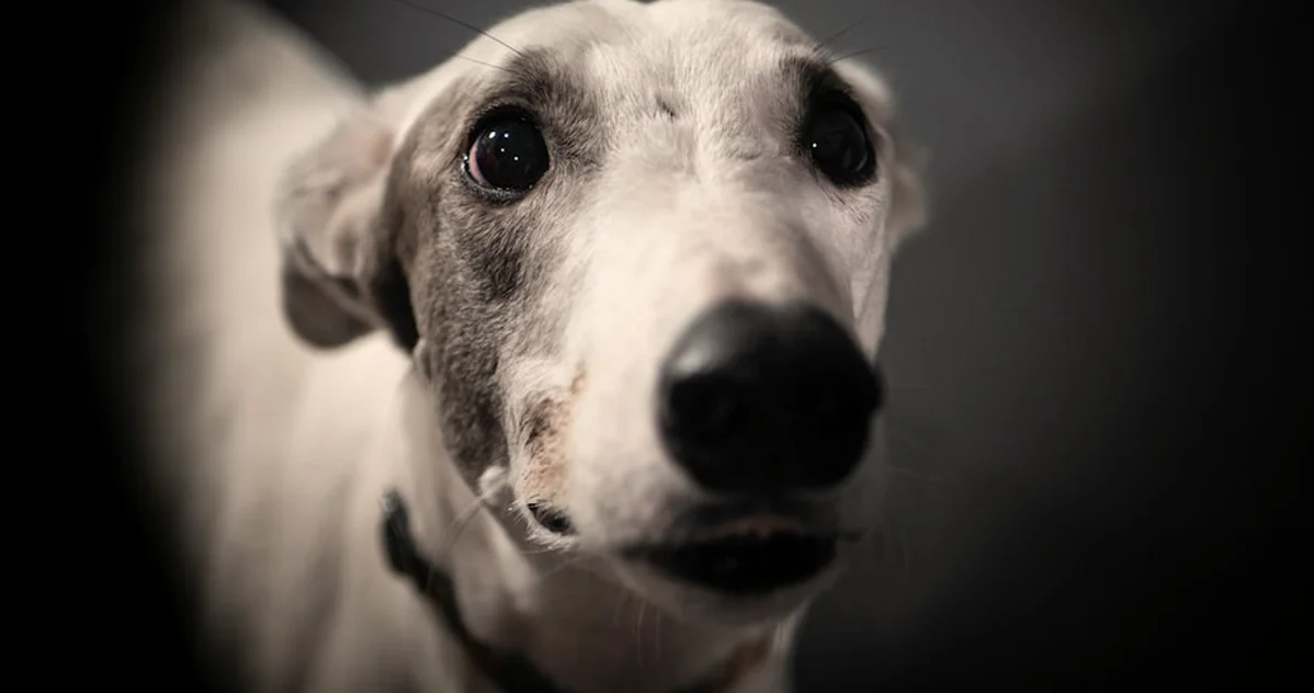 Si tu galgo se escapa, revisa este cuidado antes del paseo