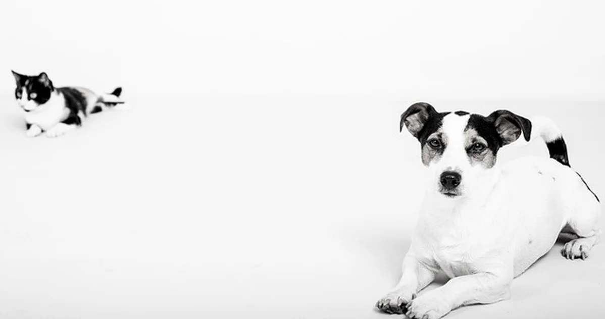 Si tu perro causa daños, tu seguro de hogar puede no bastar