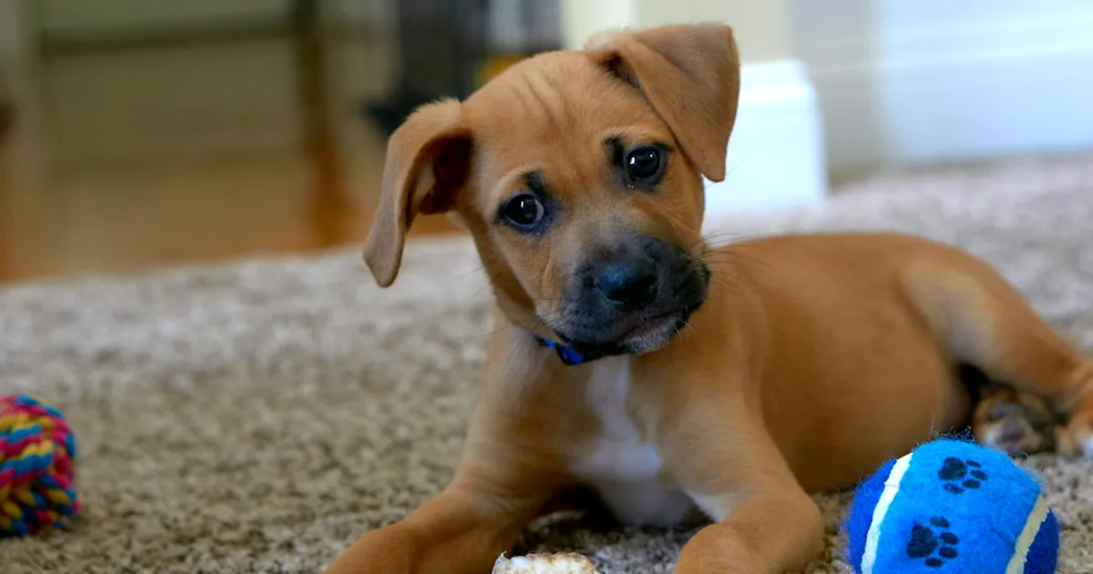 Socializar a un cachorro Akita no es jugar con perros