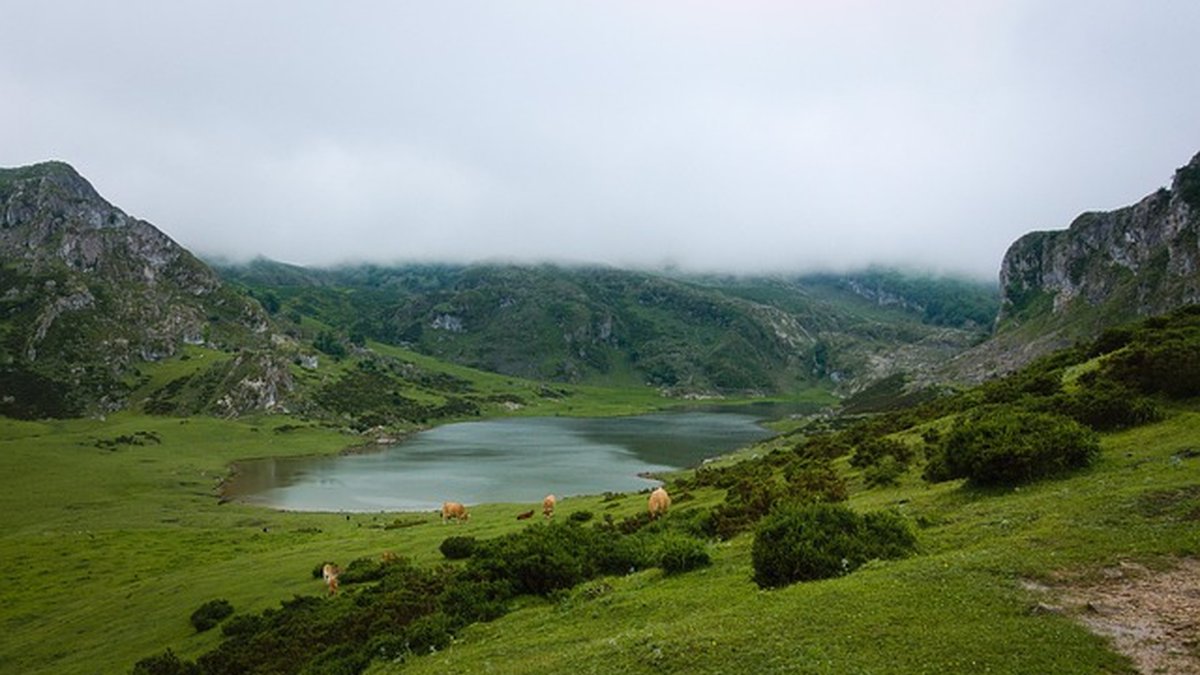 Suscripción de comida para perros: ahorra tiempo y dinero