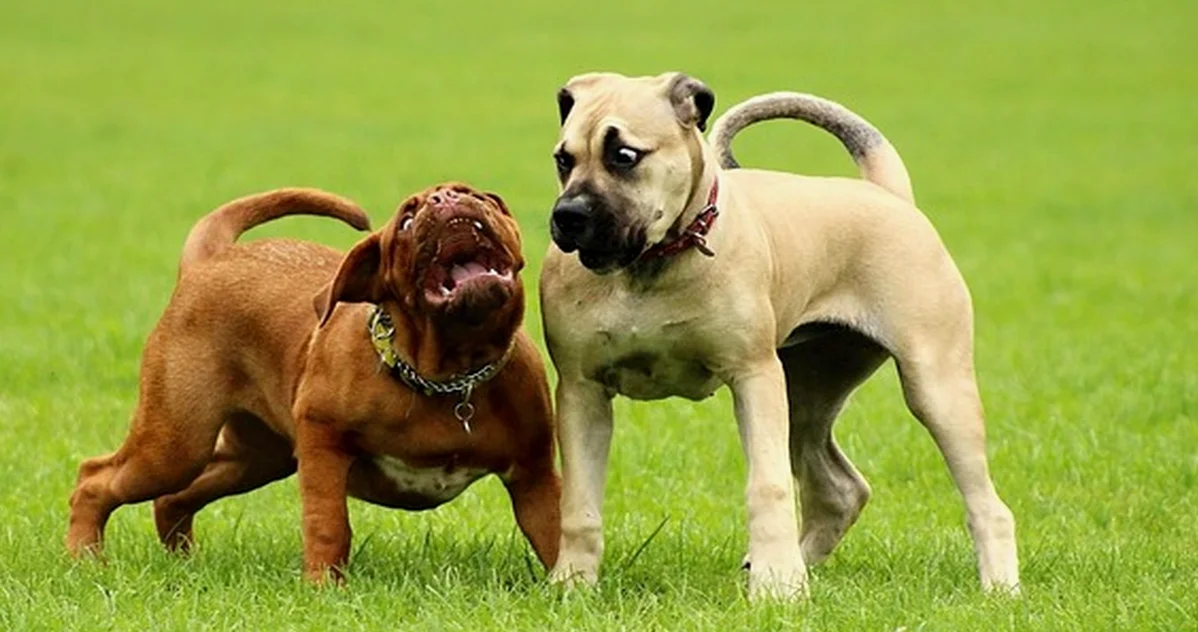 Tener espacio no basta para un perro mastín