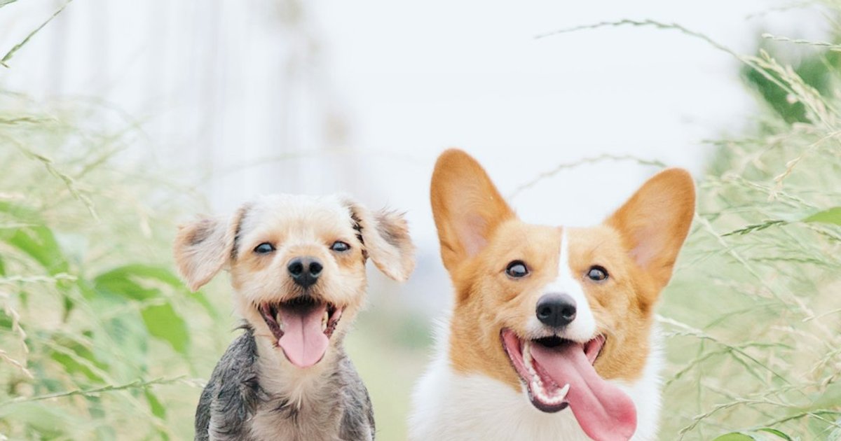 Terranea para perro no cubre lo que muchos creen