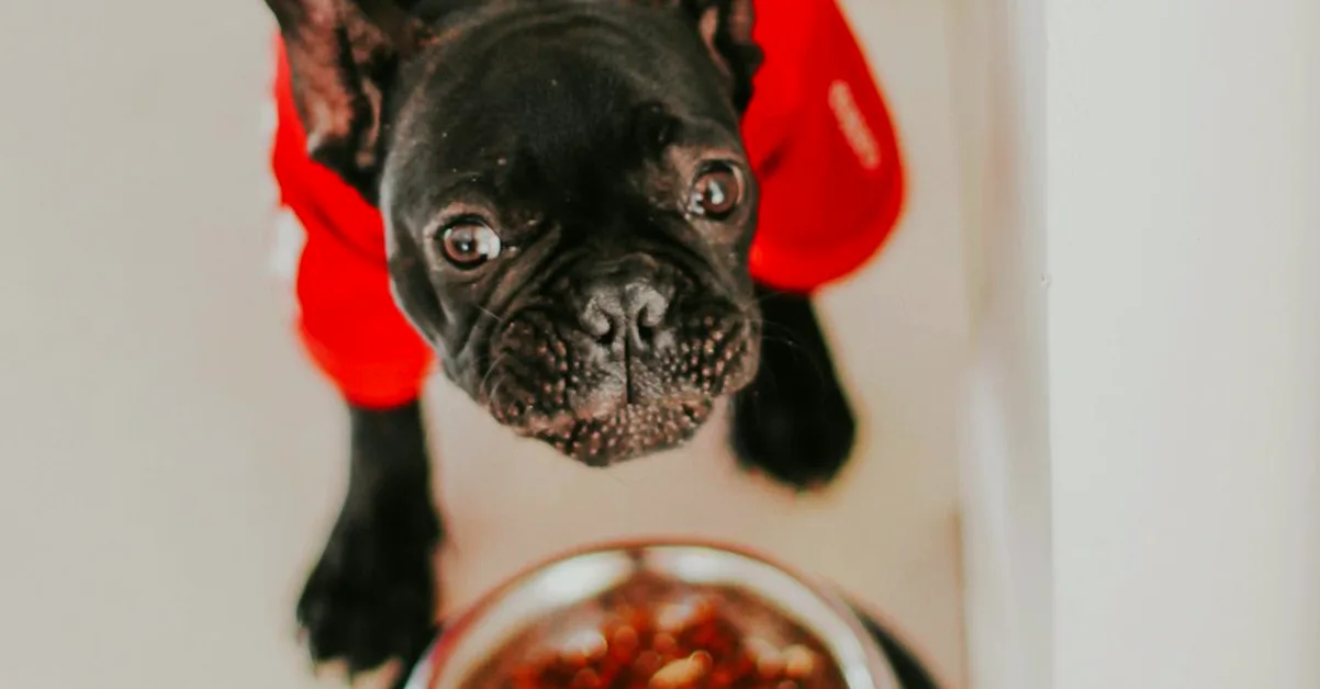 Tu bulldog francés engorda por medir solo los gramos