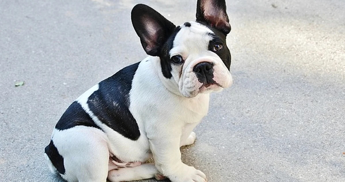 Tu bulldog francés engorda por medir solo los gramos