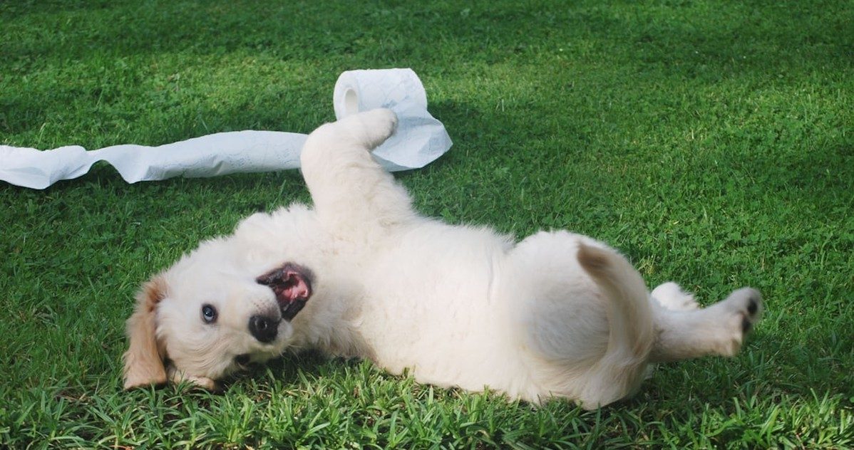Tu cachorro loko puede estar aburrido, no loco
