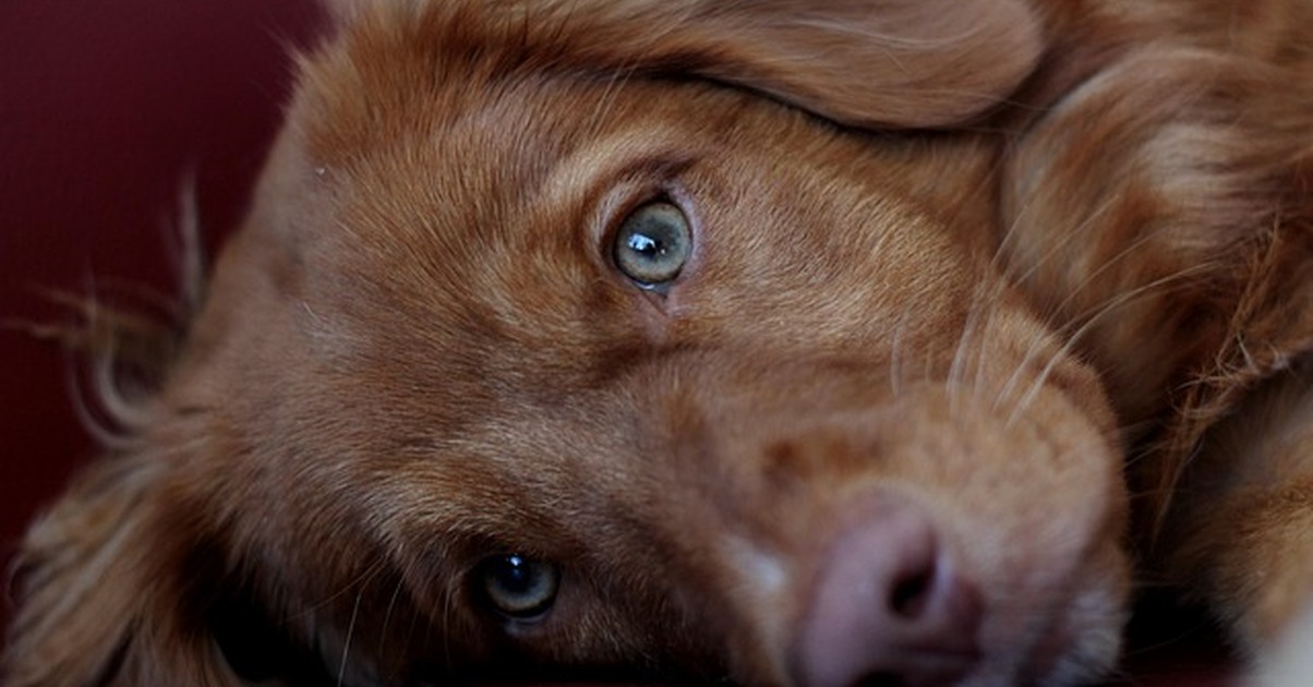 Tu cachorro muerde mucho por un error muy común