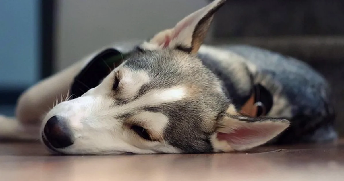 Tu hogar Zurich puede no cubrir al veterinario de tu perro
