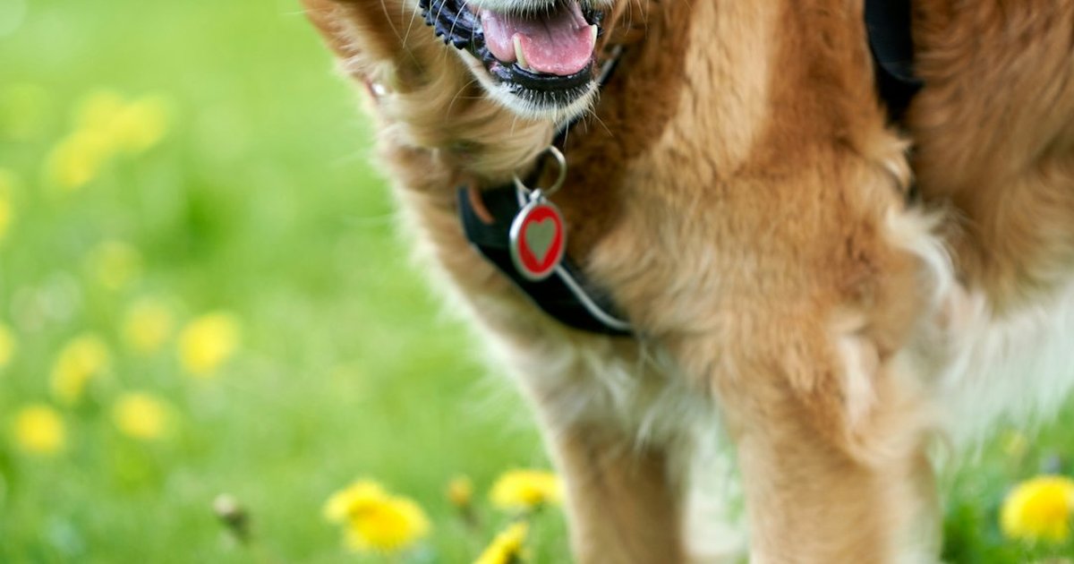 Tu perro ciego puede estar pidiendo ayuda y no verlo