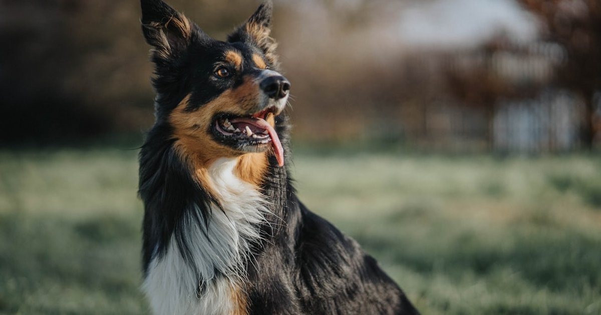 Tu perro ladra a extraños por este error al pasear