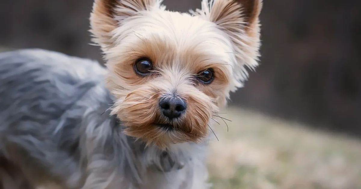 Tu perro no necesita la marca de comida con más carne