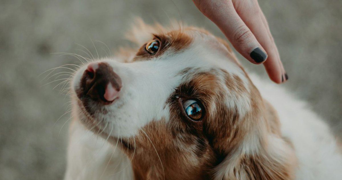 Mejor pienso para perros: cuál elegir según edad, tamaño y salud