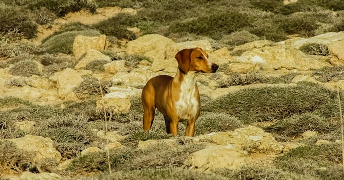 Tu RC de caza puede excluir los daños de tu perro