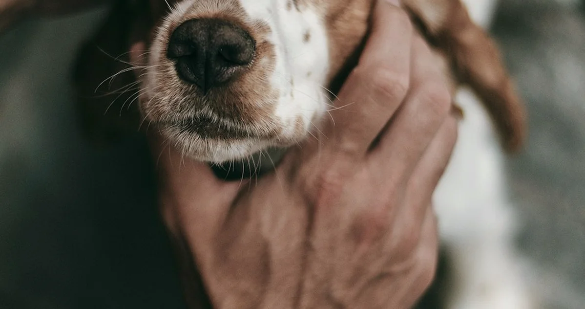 Tu seguro para perros puede excluir las vacunas