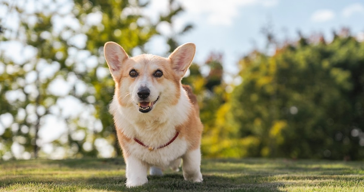 Tu seguro para perros puede excluir lo que más temes