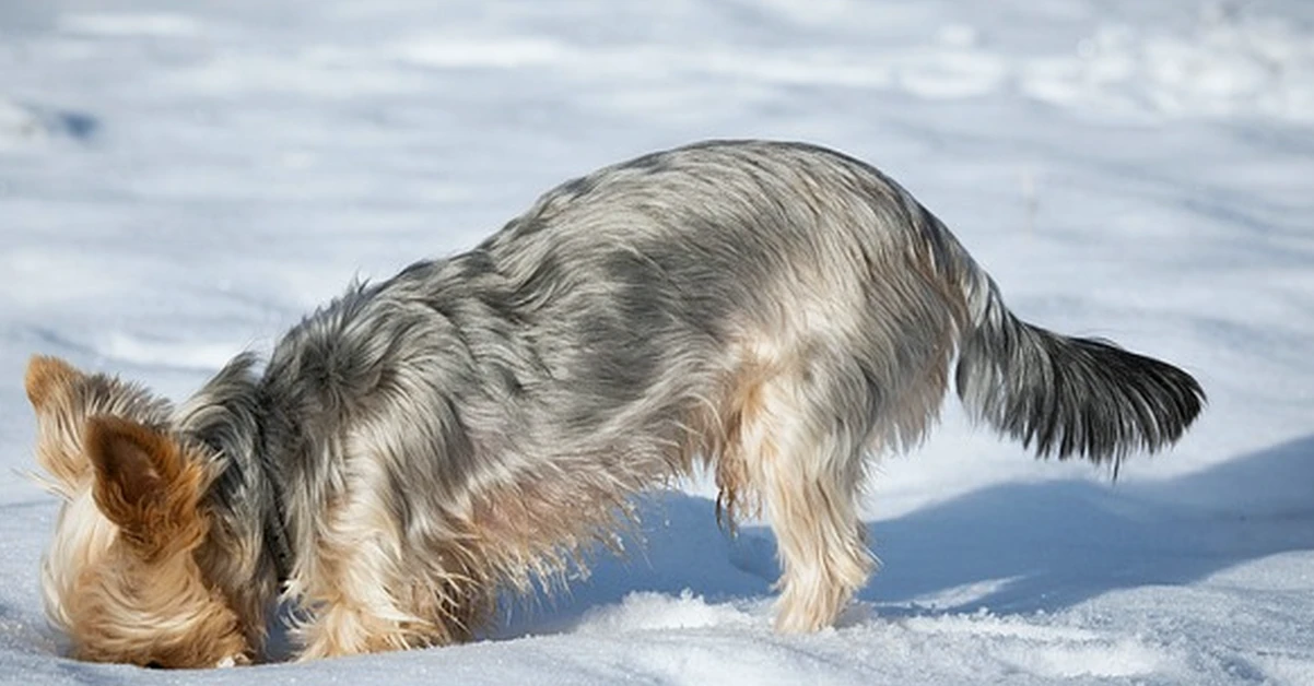 Tu seguro RC de caza puede excluir a tu perro