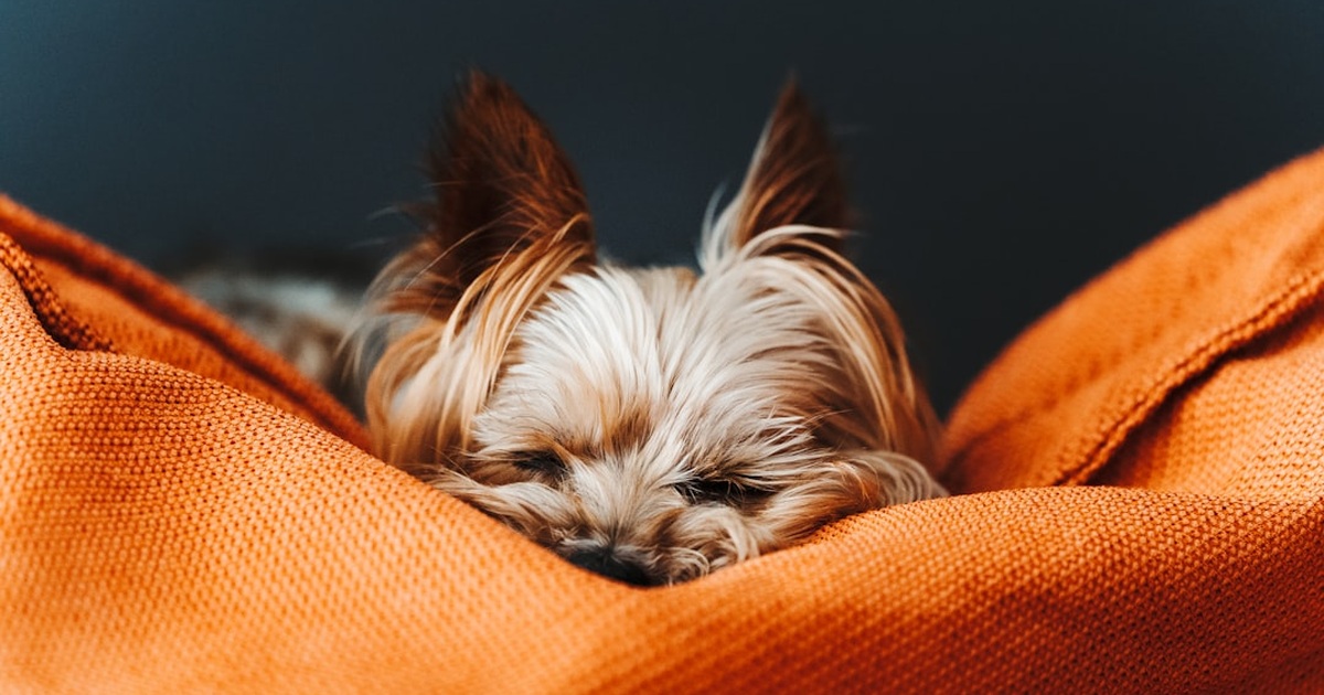 Tu yorkie necesita menos mimos y más prevención