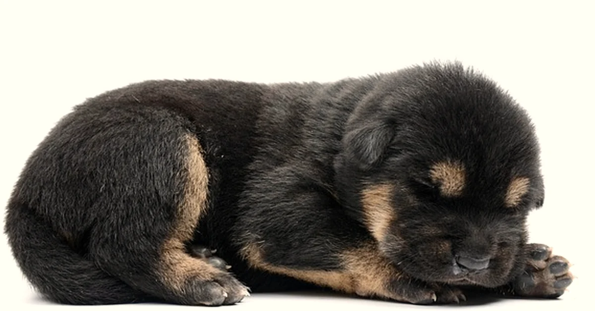 Un anuncio no basta al comprar un perro pequeño