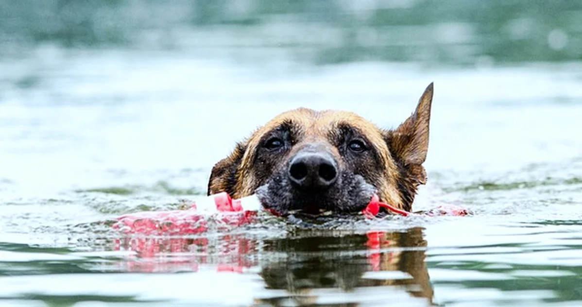 Un cachorro belga malinois necesita aprender a calmarse