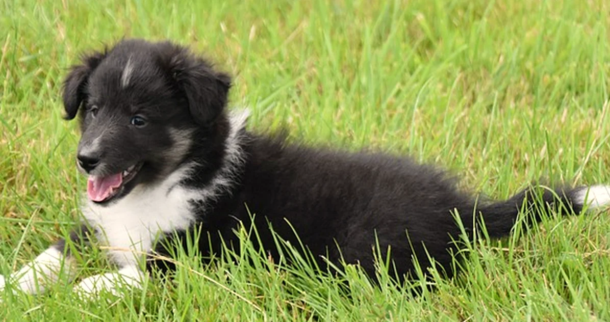 Un cachorro con pedigrí no siempre se entrega con él