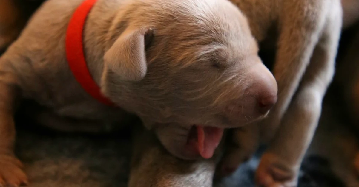 Un cachorro puede nacer ciego aunque abra los ojos