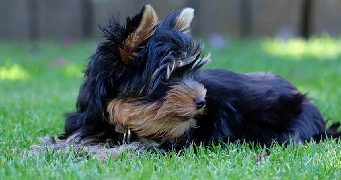 Un cachorro yorkie necesita más educación, no menos