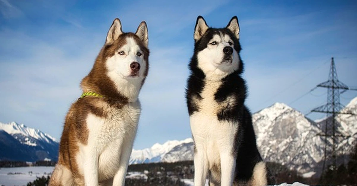 Un husky siberiano cansado no necesita una casa grande