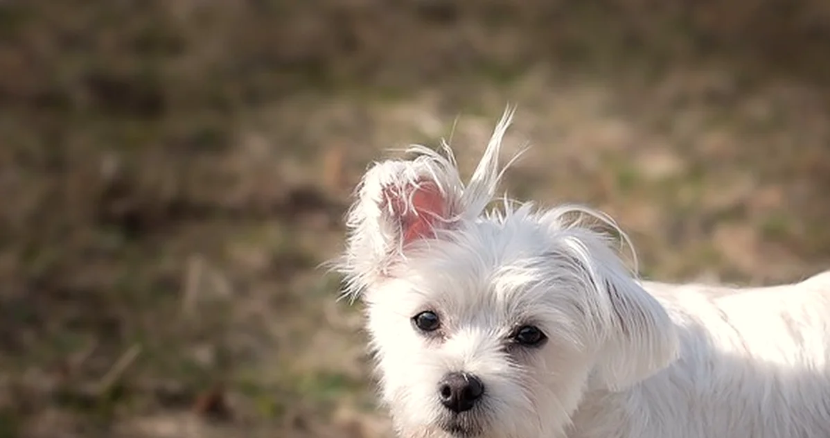 Un perro maltés puede costar más en dientes que en comida