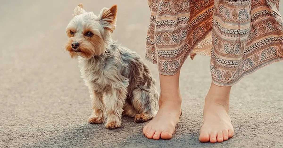 Un perro terrier tranquilo también puede cazar