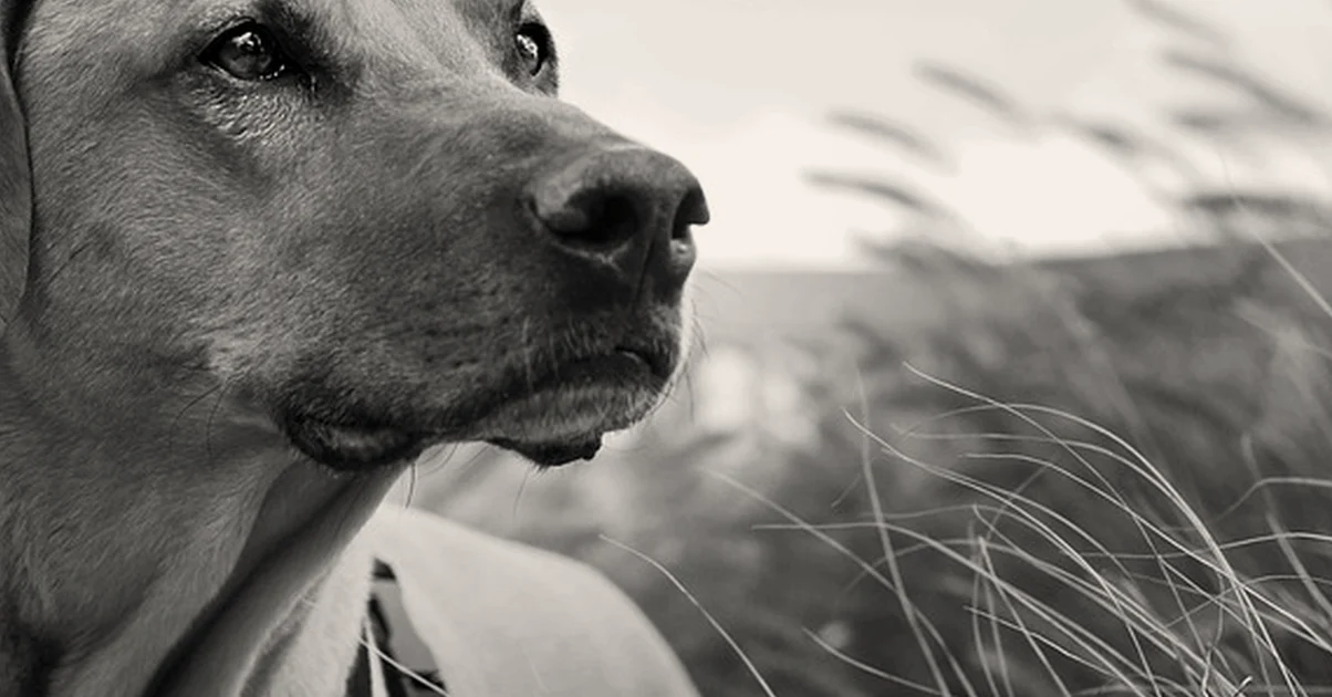 Un pienso senior no siempre es mejor para un perro mayor