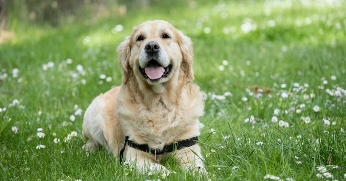 Un plan no sustituye al seguro médico canino en PR