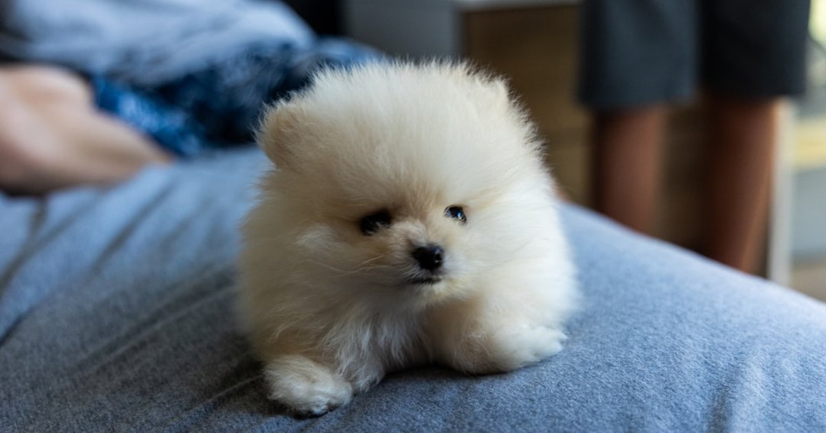 Un pomerania barato suele salir caro al final