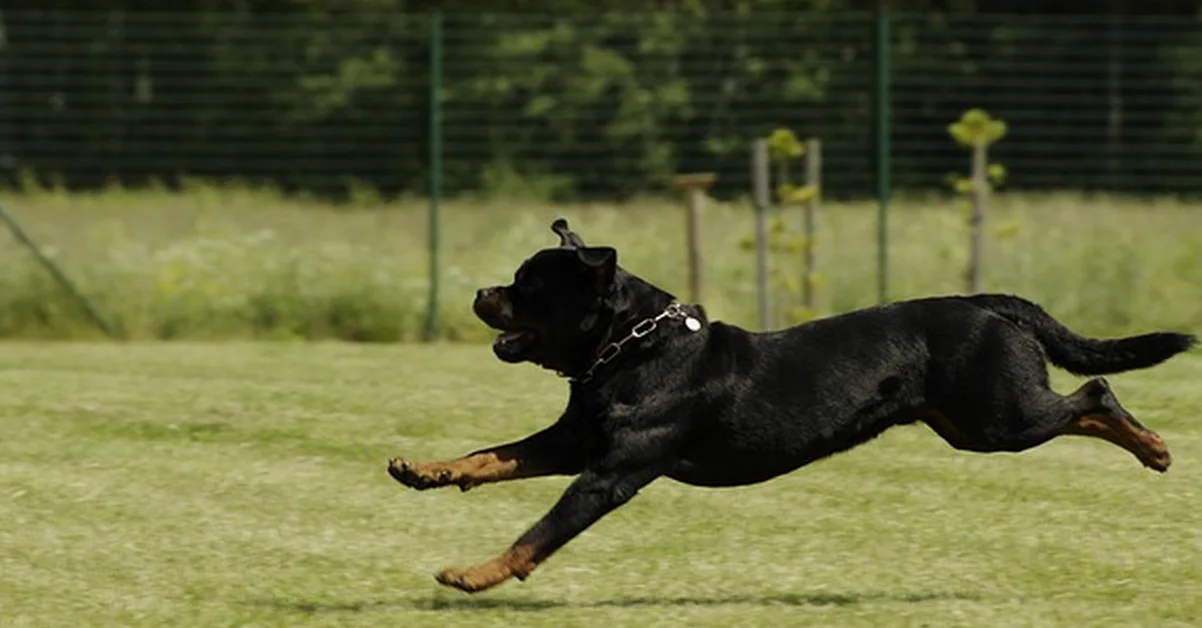 Un rottweiler puede superar los 2.000 € al año