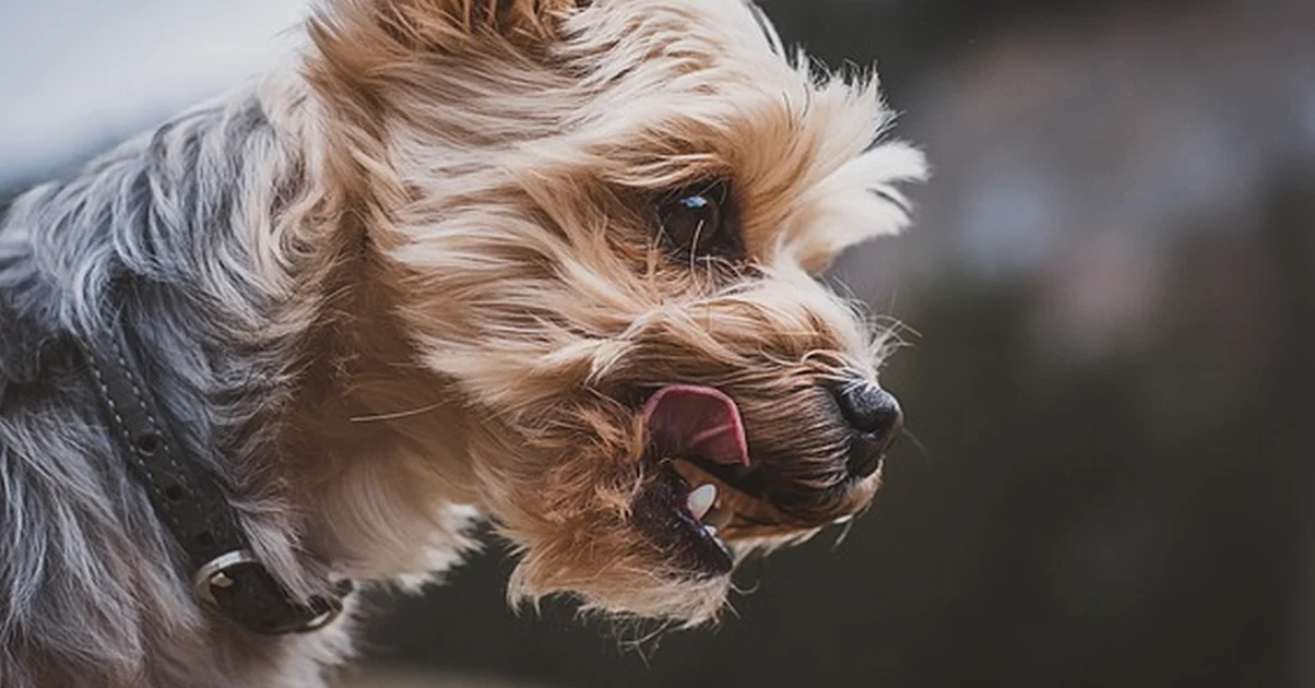 Un yorkie mini no es una variedad oficial de la raza