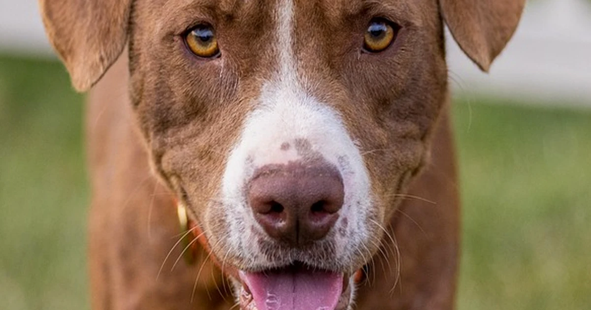 Una cartilla no avala la venta de cachorros pitbull
