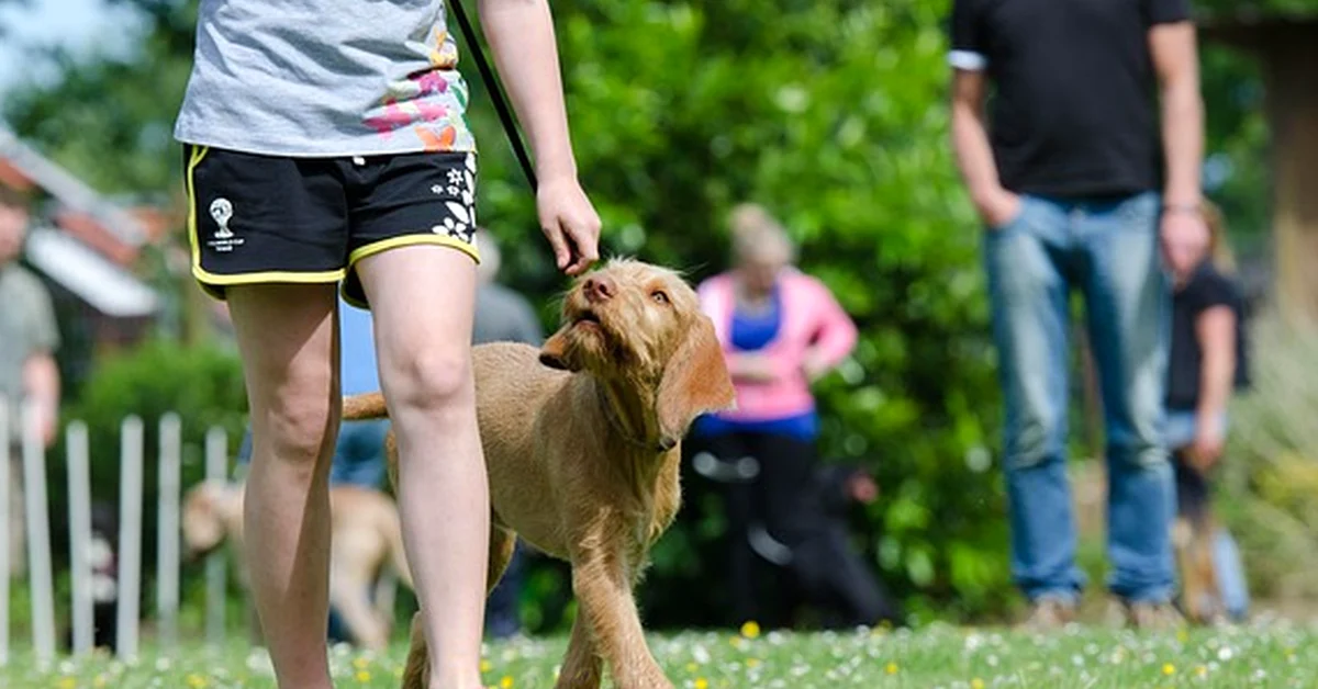 Usar el mismo premio frena la educación canina positiva