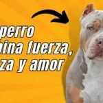 American Bully: características, cuidados y curiosidades