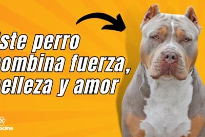 American Bully: características, cuidados y curiosidades