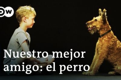 Encuentra tu compañero fiel en nuestra protectora: adopción de perros