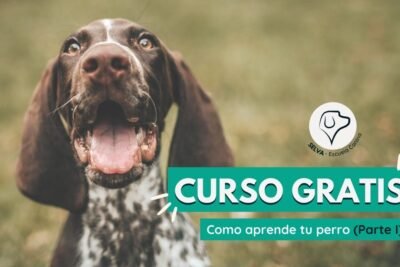 Guía completa para ser adiestrador canino profesional