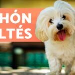 Conoce al encantador Bichón Maltés: carácter, cuidados y curiosidades